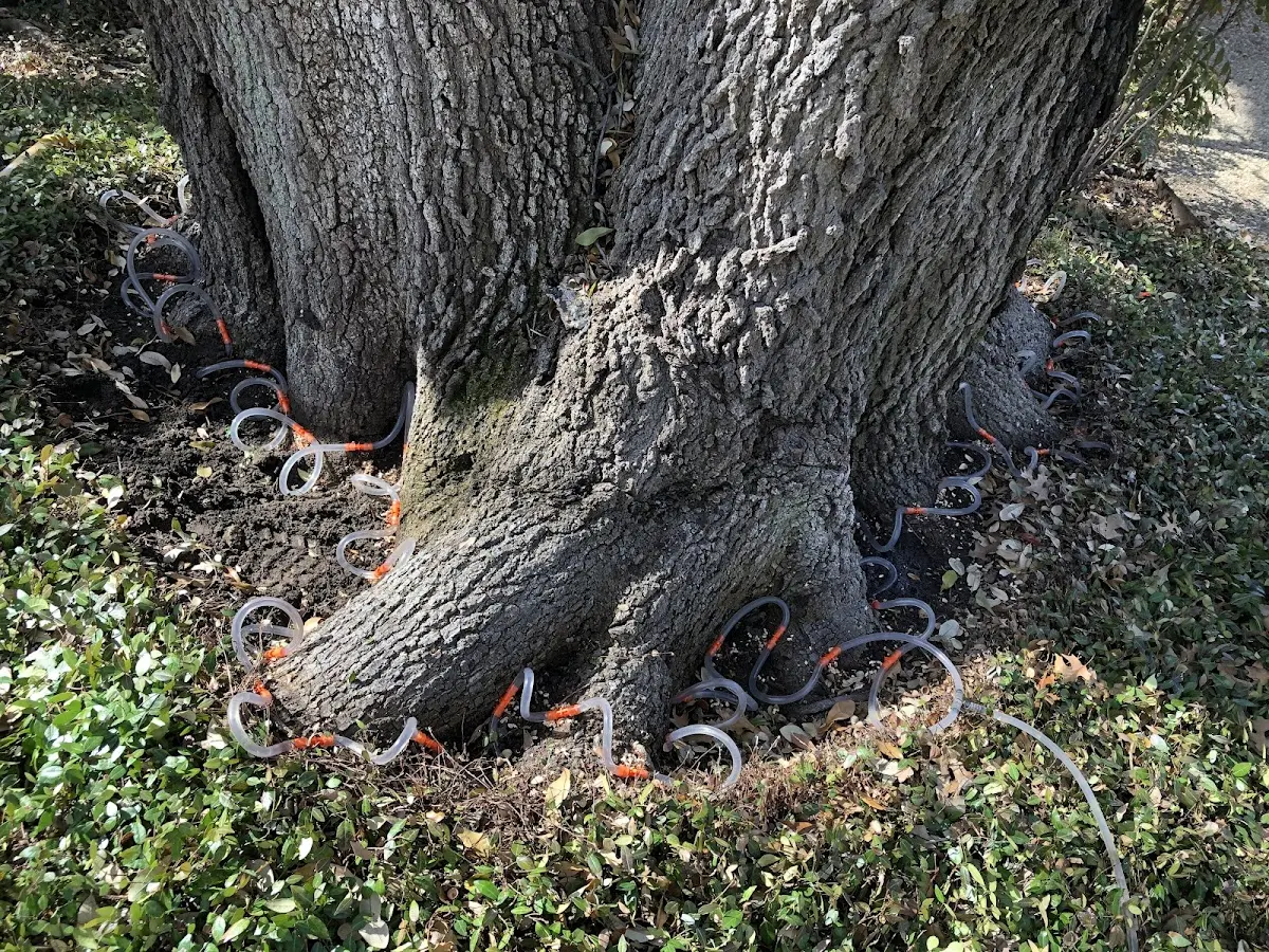 Detailed Tree Cabling and Bracing job site in East Liverpool