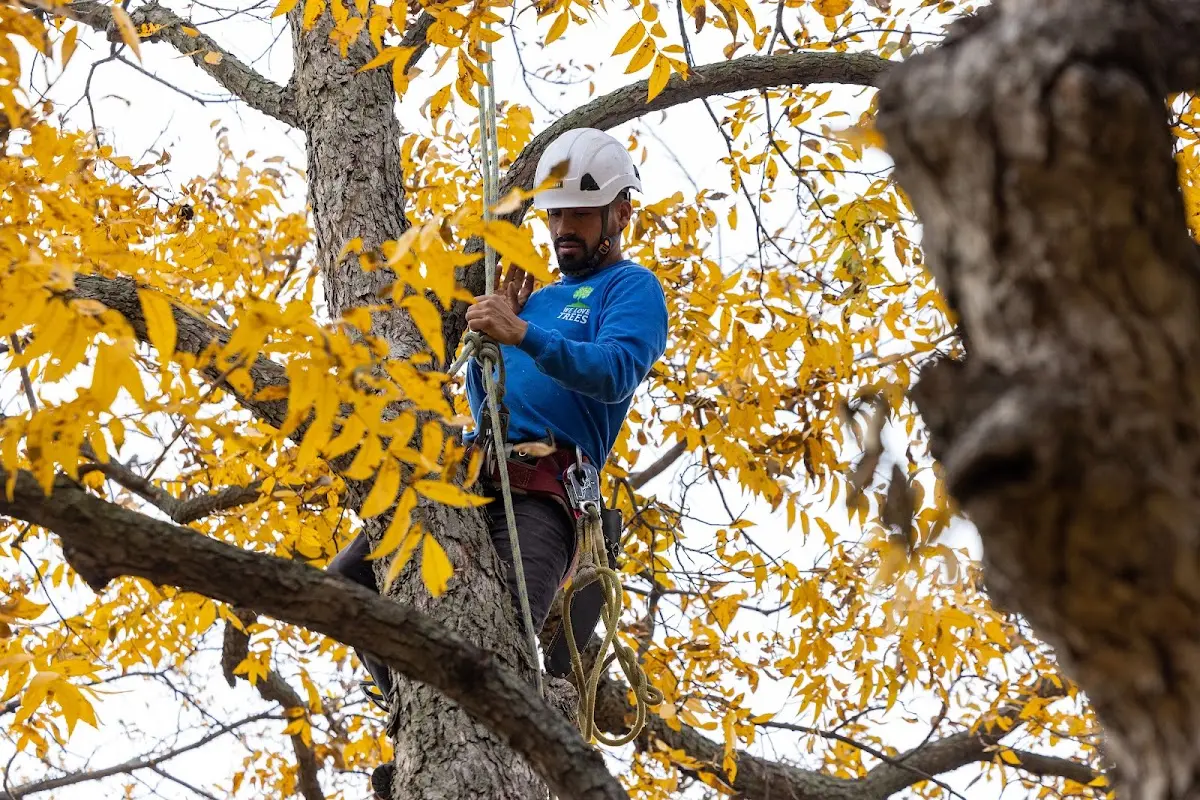 Skilled Tree Disease Treatment crew working in East Liverpool